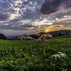 Schwarzwald im Sonnenuntergang