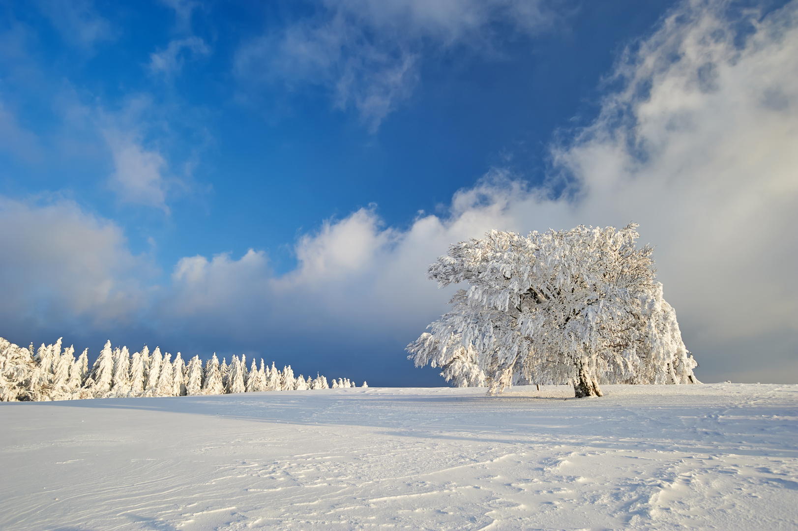 Schwarzwald im Winter