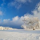 Schwarzwald im Winter