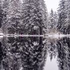 Schwarzwald im Winter