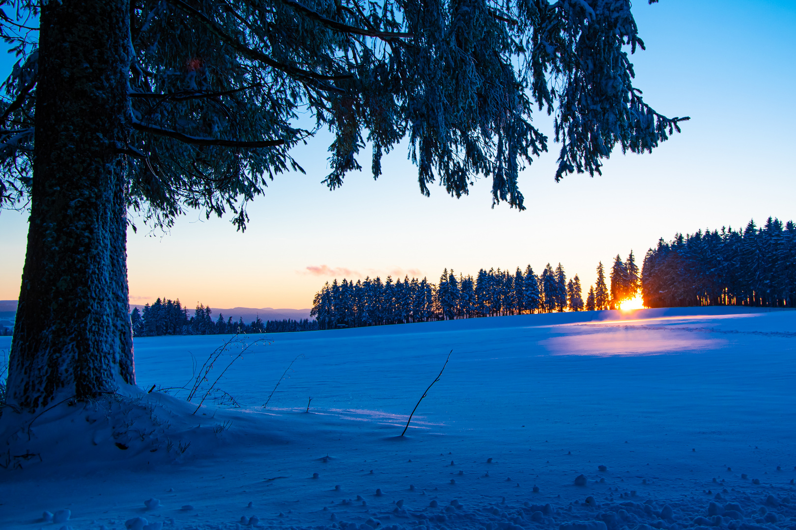 Schwarzwald im Winter - der Baum