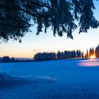 Schwarzwald im Winter - der Baum