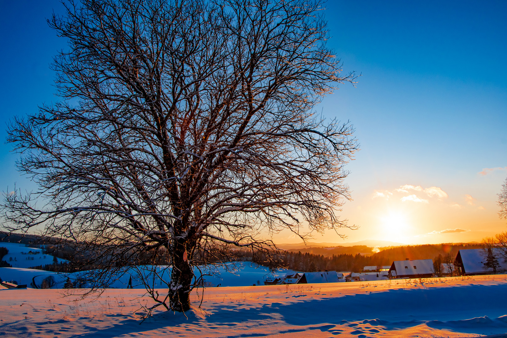 Schwarzwald im Winter - der Baum