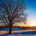 Schwarzwald im Winter - der Baum