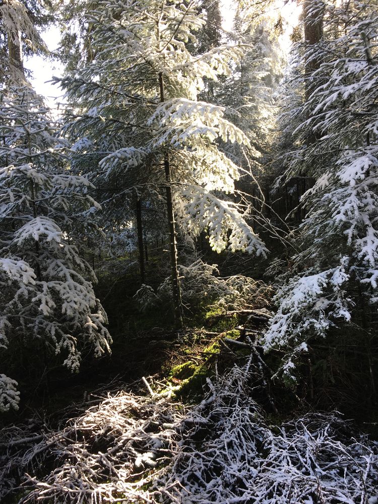 Schwarzwald im Winterlicht