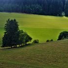 Schwarzwald Impressionen Juni 2022