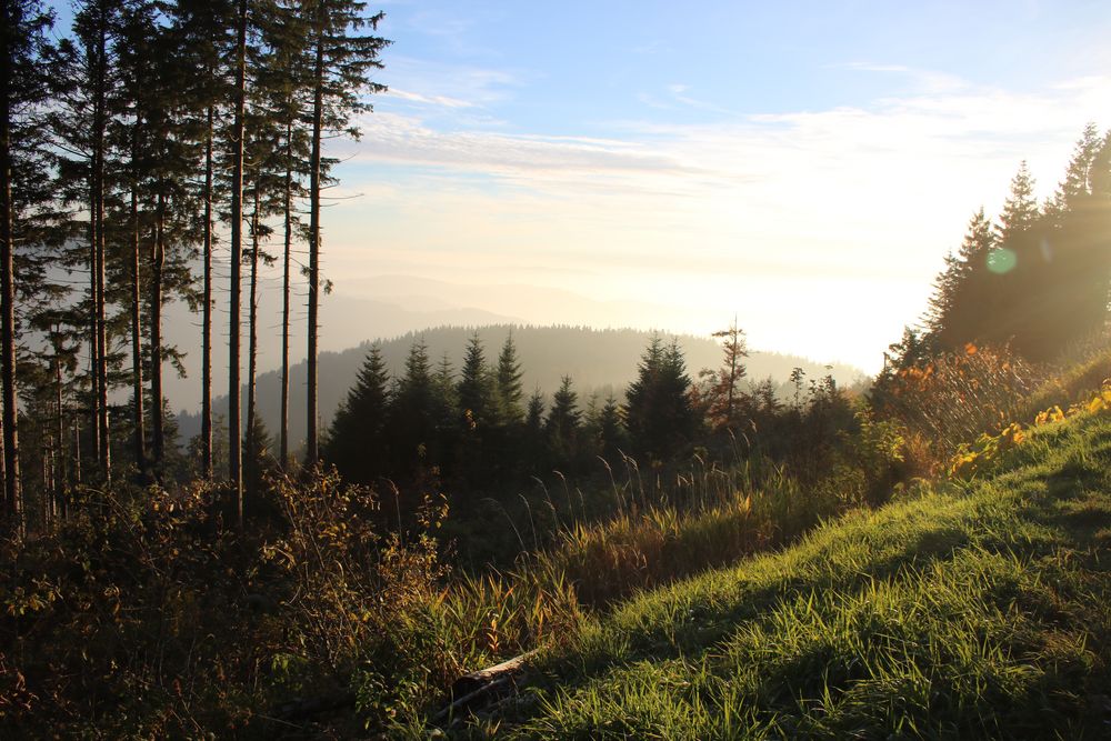 Schwarzwald in der Abendsonne