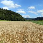 Schwarzwald in die nahe von Hausach