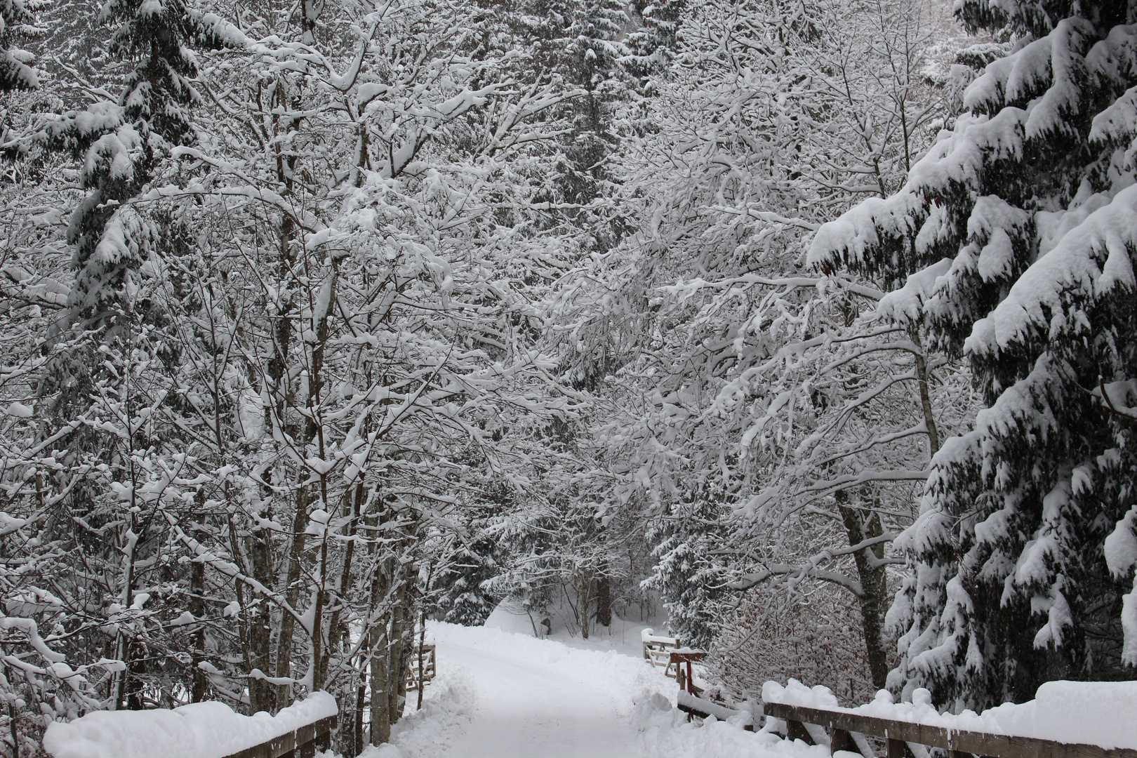 Schwarzwald in weiß