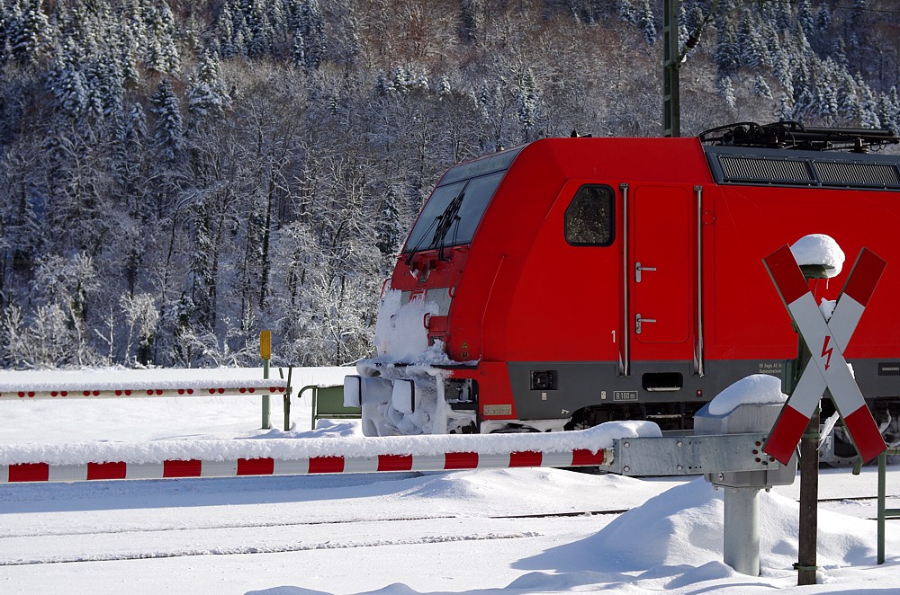 Schwarzwald in weiß