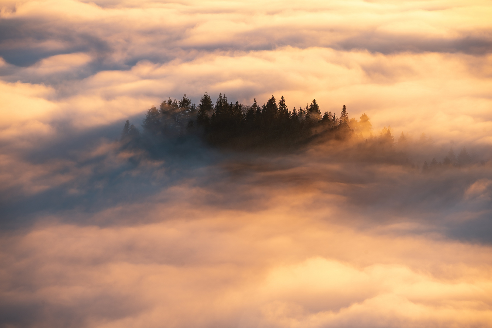 Schwarzwald-Insel im Nebelmeer