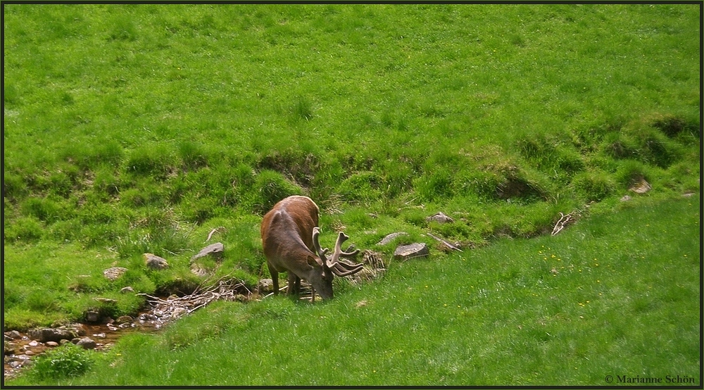 *Schwarzwald-könig*