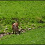 *Schwarzwald-könig*