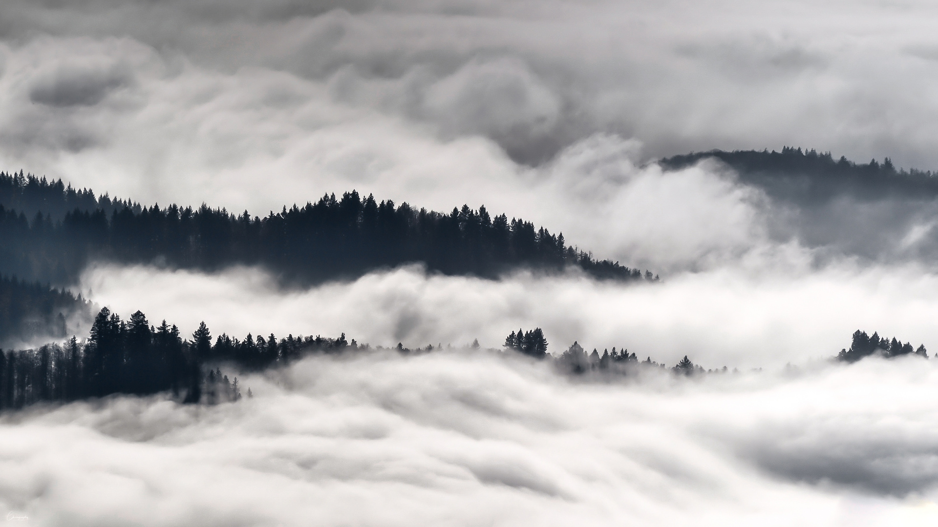 Schwarzwald Nebel