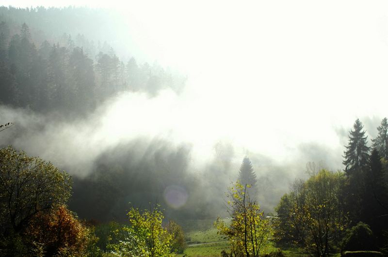 Schwarzwald (oderGrauwald??)