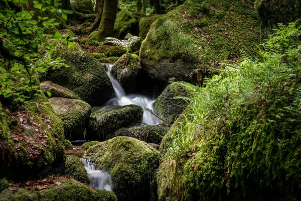 Schwarzwald-Romantik