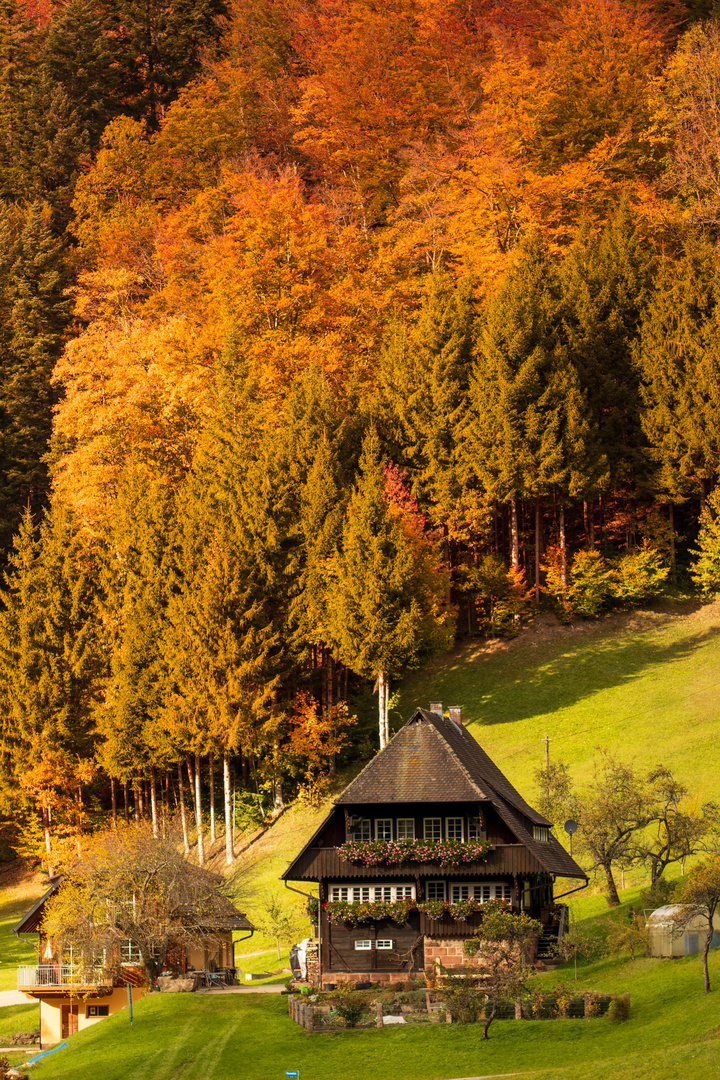 Schwarzwald Romantik 