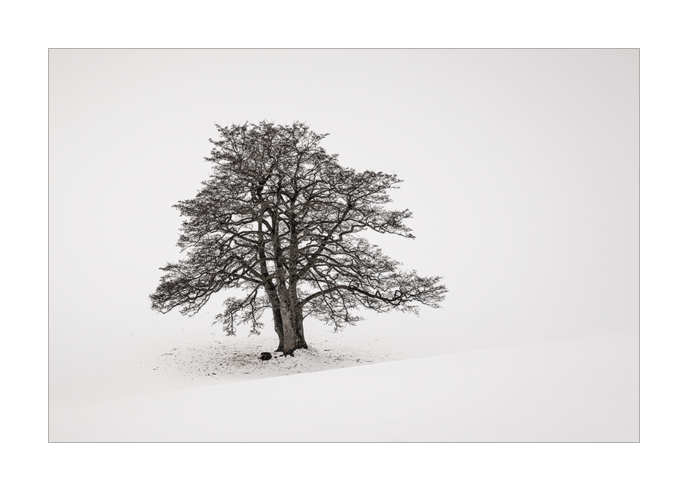 Schwarzwald Solitär