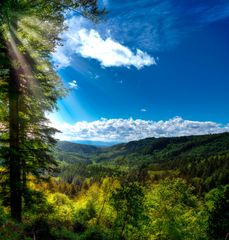 Schwarzwald Sommer 