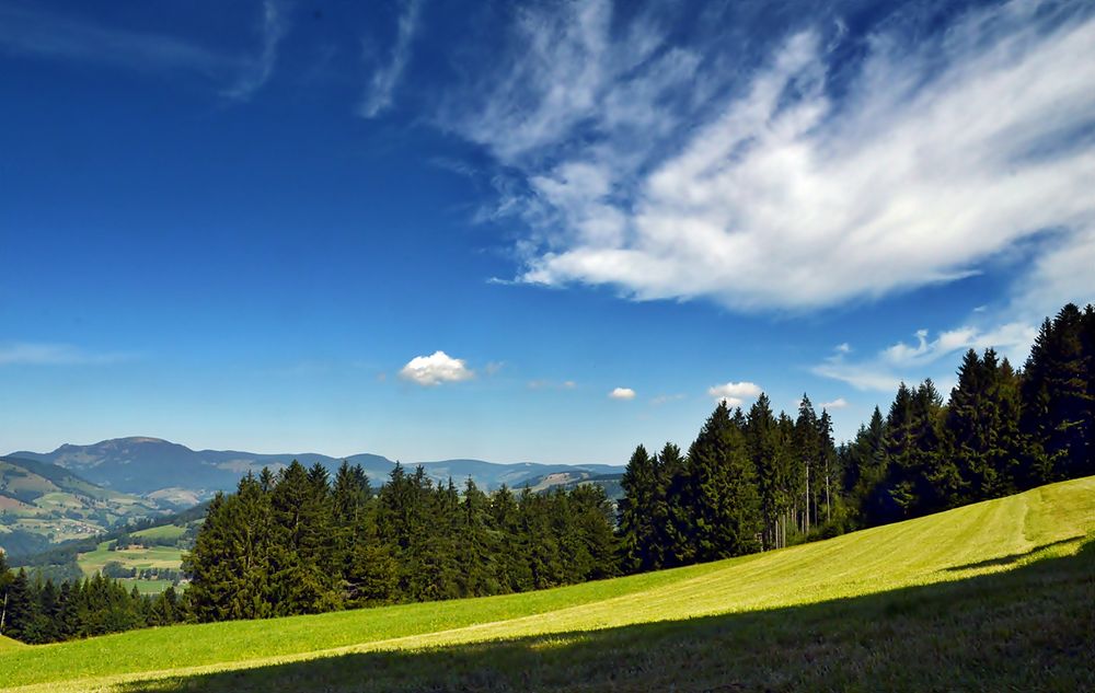 Schwarzwald-Sommer = war's das schon ?