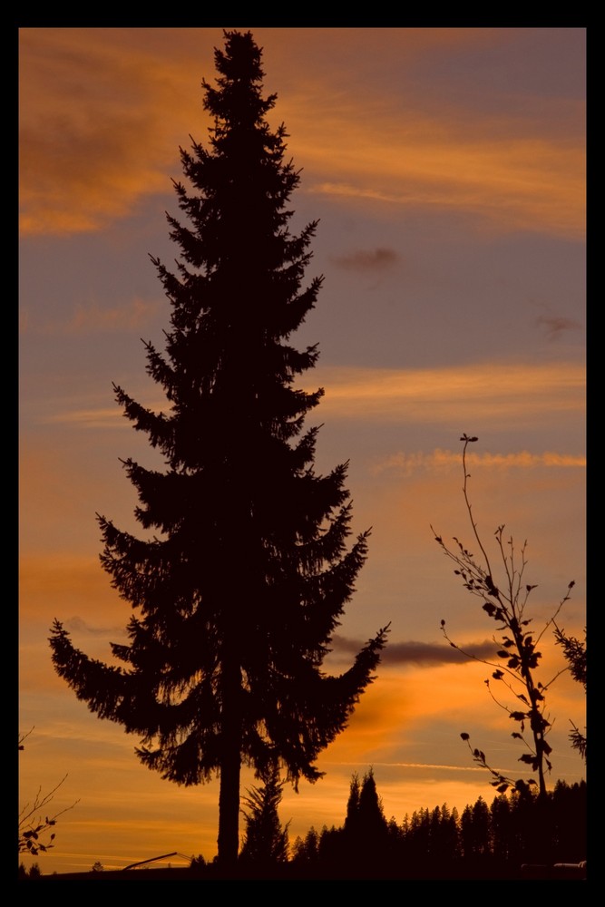 Schwarzwald-Tanne im Abendlicht