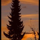 Schwarzwald-Tanne im Abendlicht