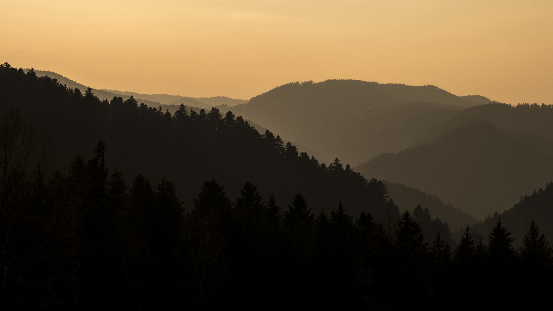 Schwarzwald vom Loch 8