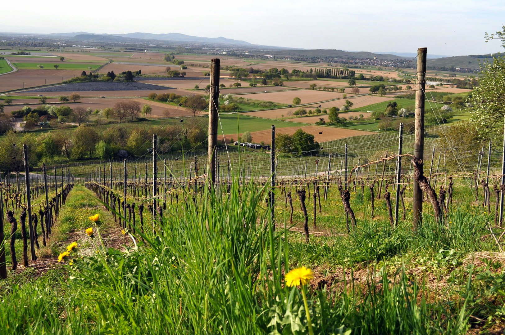 Schwarzwald Weinberge