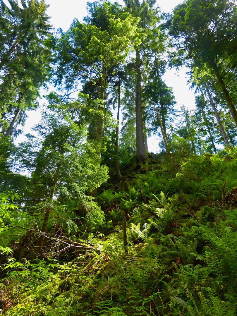 Schwarzwald-Wildnis