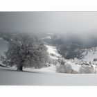 Schwarzwald-Winter 3