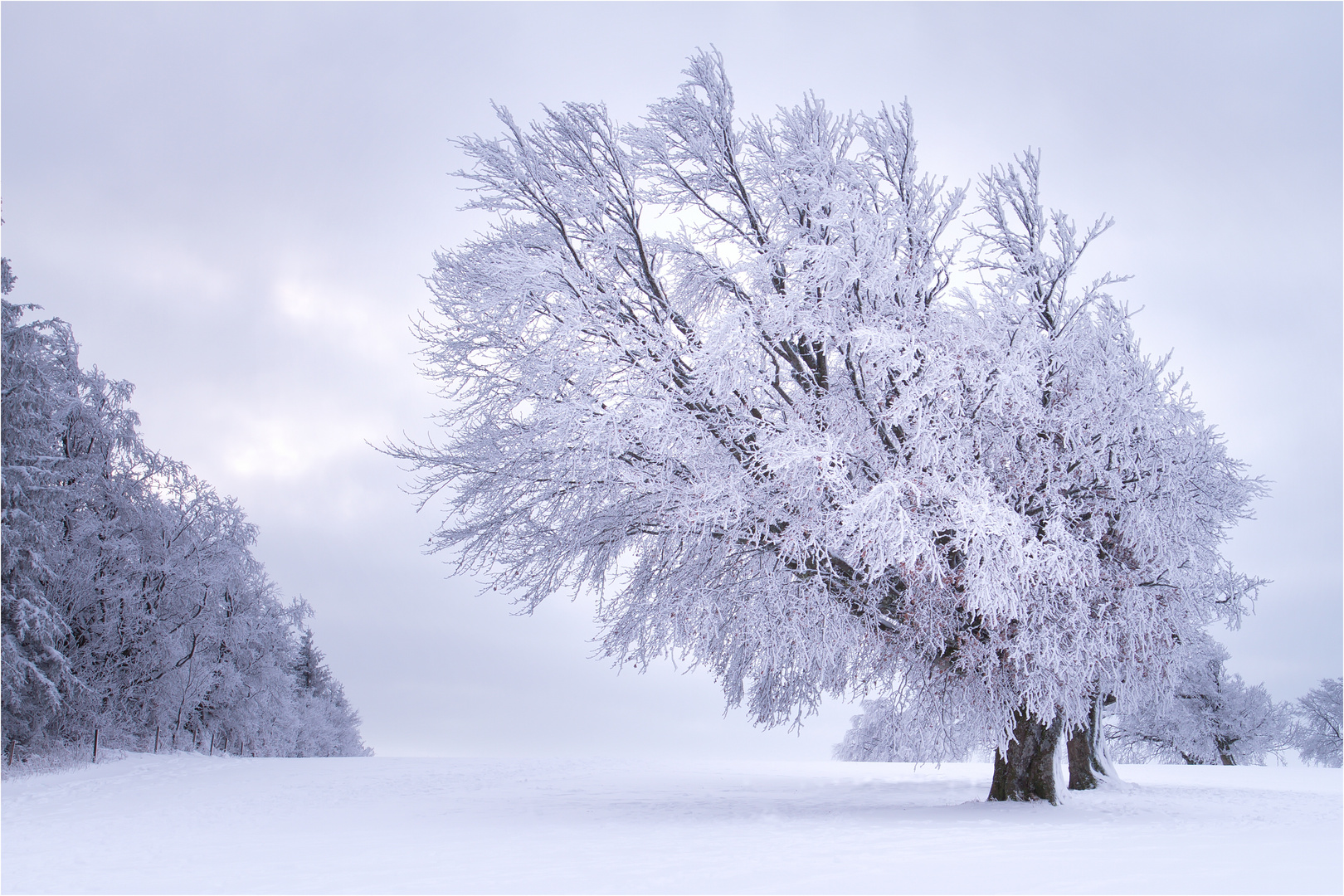 Schwarzwald Winter...