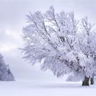 Schwarzwald Winter...