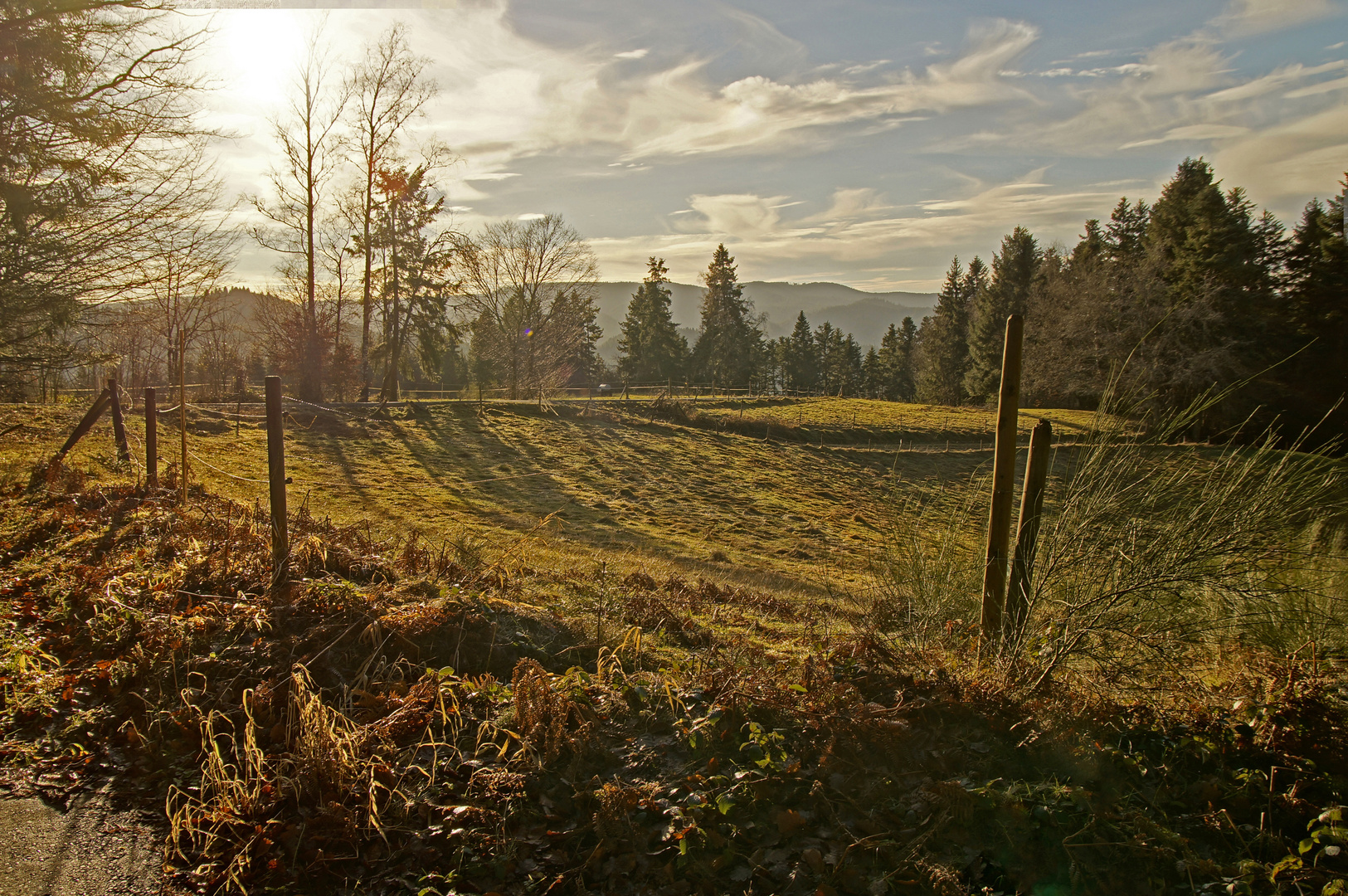 Schwarzwald-Winter ohne Schnee