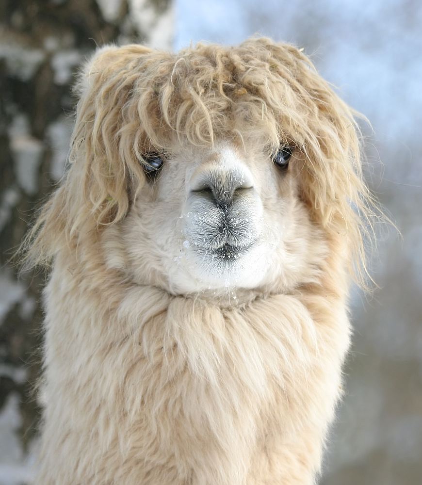 SchwarzwaldWollLama Foto & Bild tiere, haustiere, sonstige Bilder