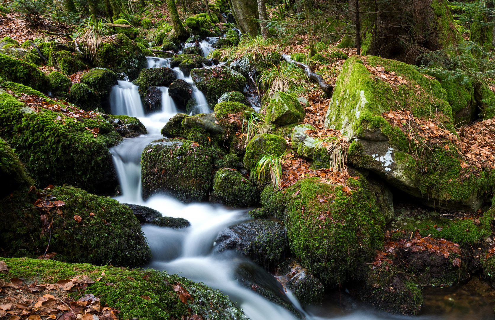 Schwarzwald Zweribach 