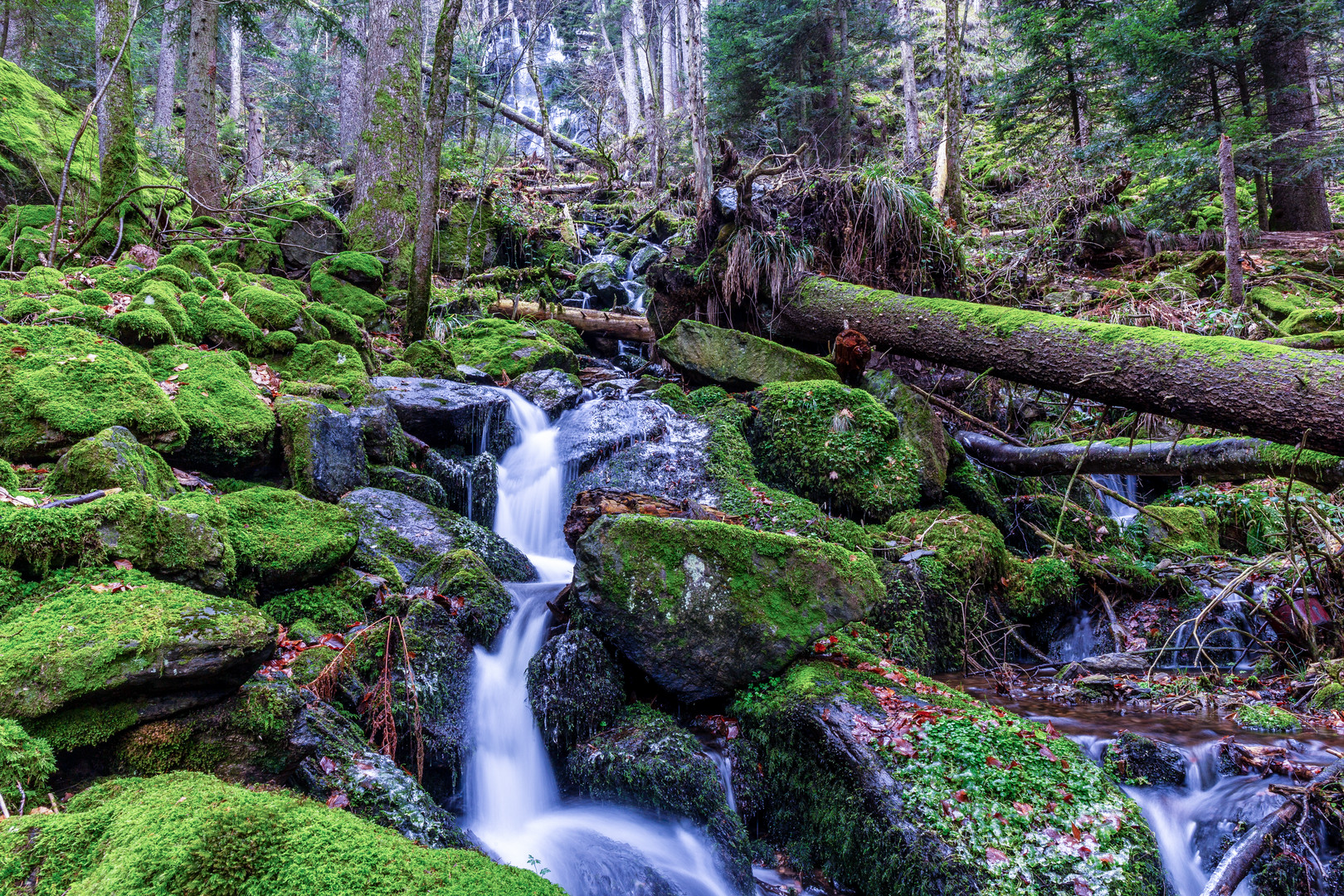 Schwarzwald Zweribach II