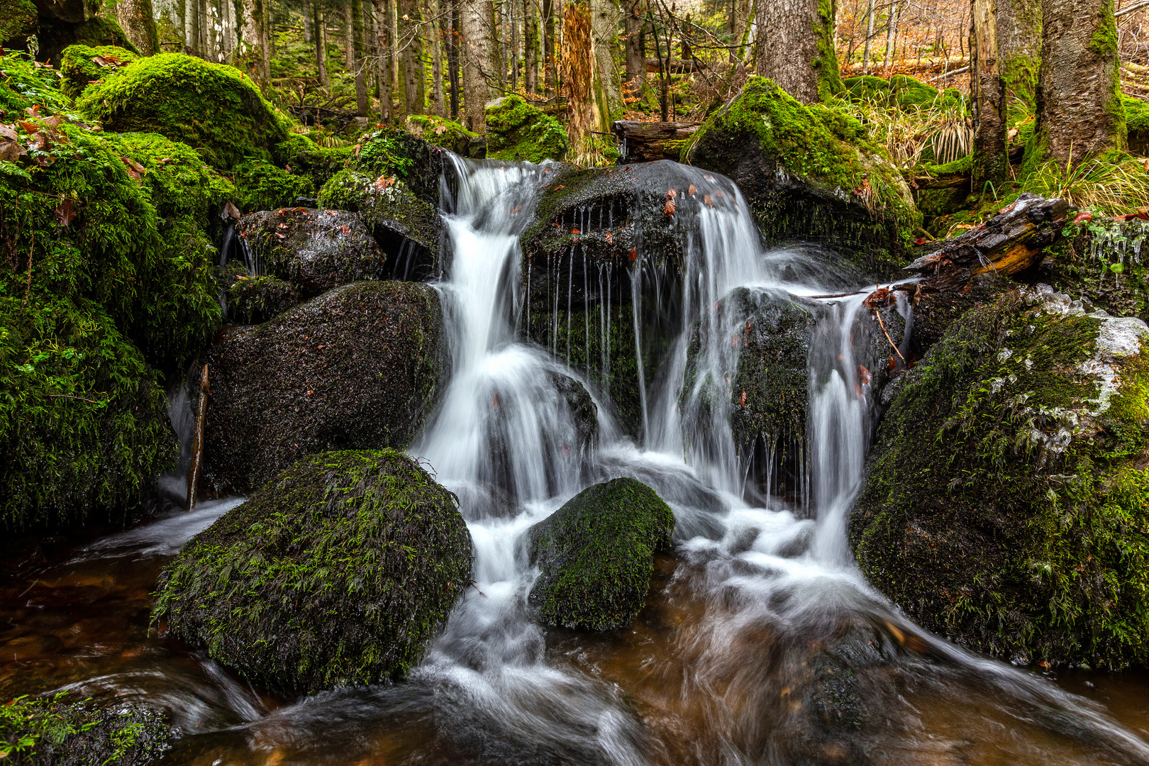 Schwarzwald Zweribach III