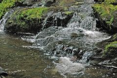 Schwarzwaldbach am Wanderpfad