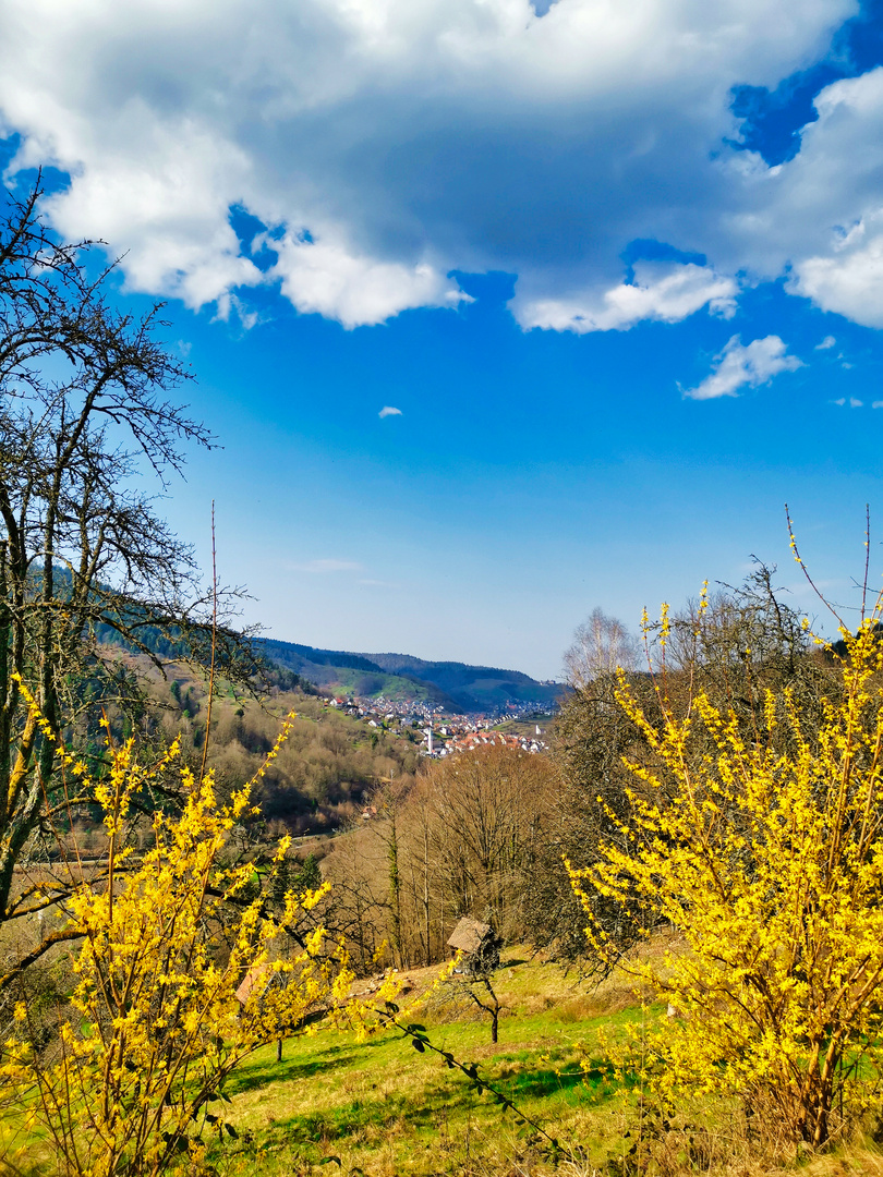 Schwarzwaldblick 