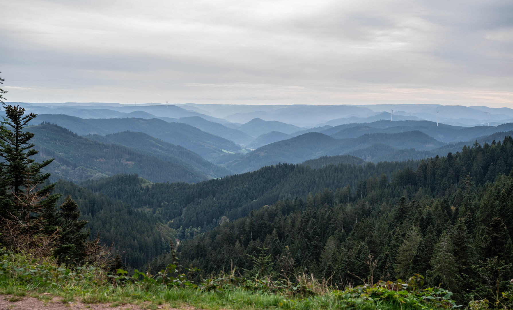 Schwarzwaldblick...