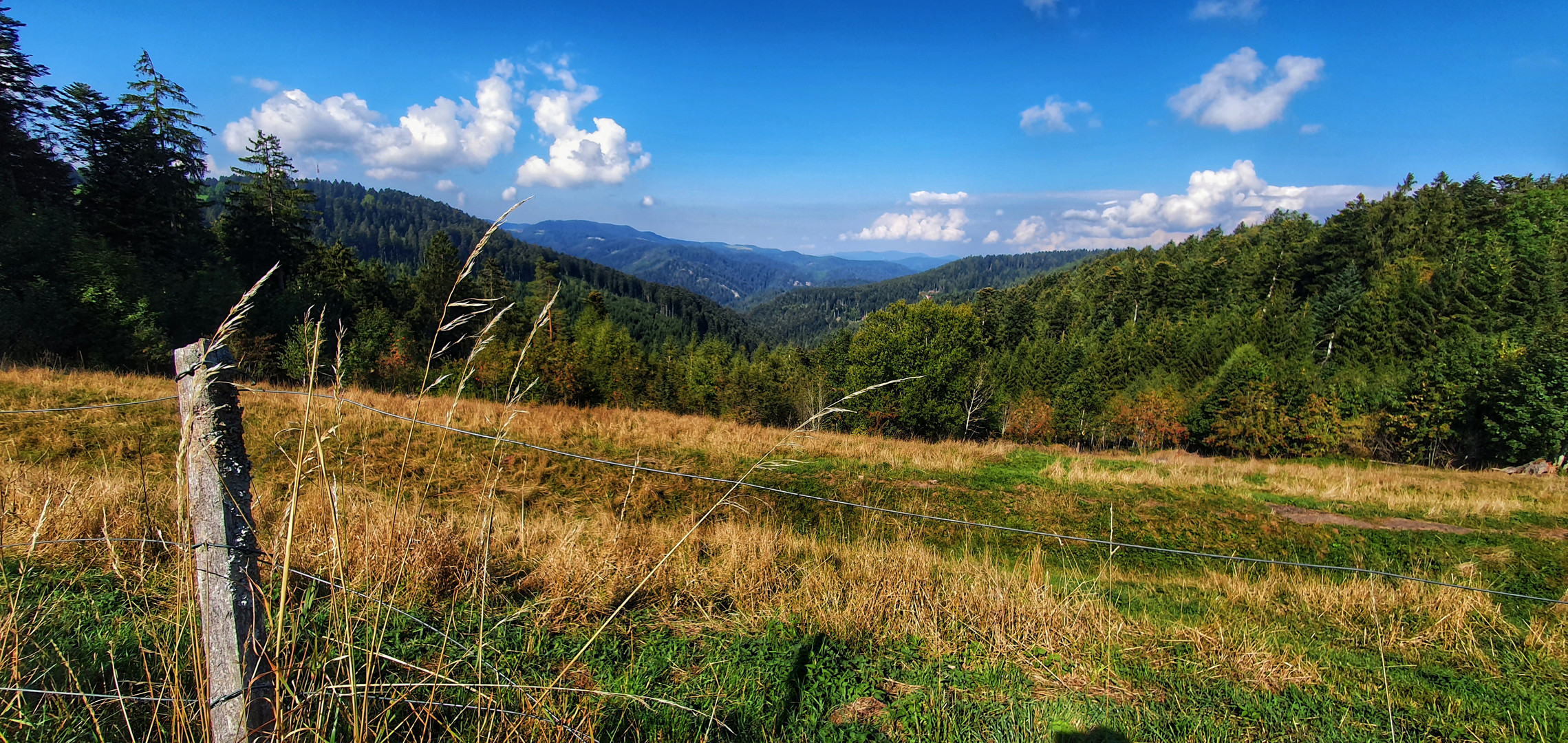 Schwarzwaldblick