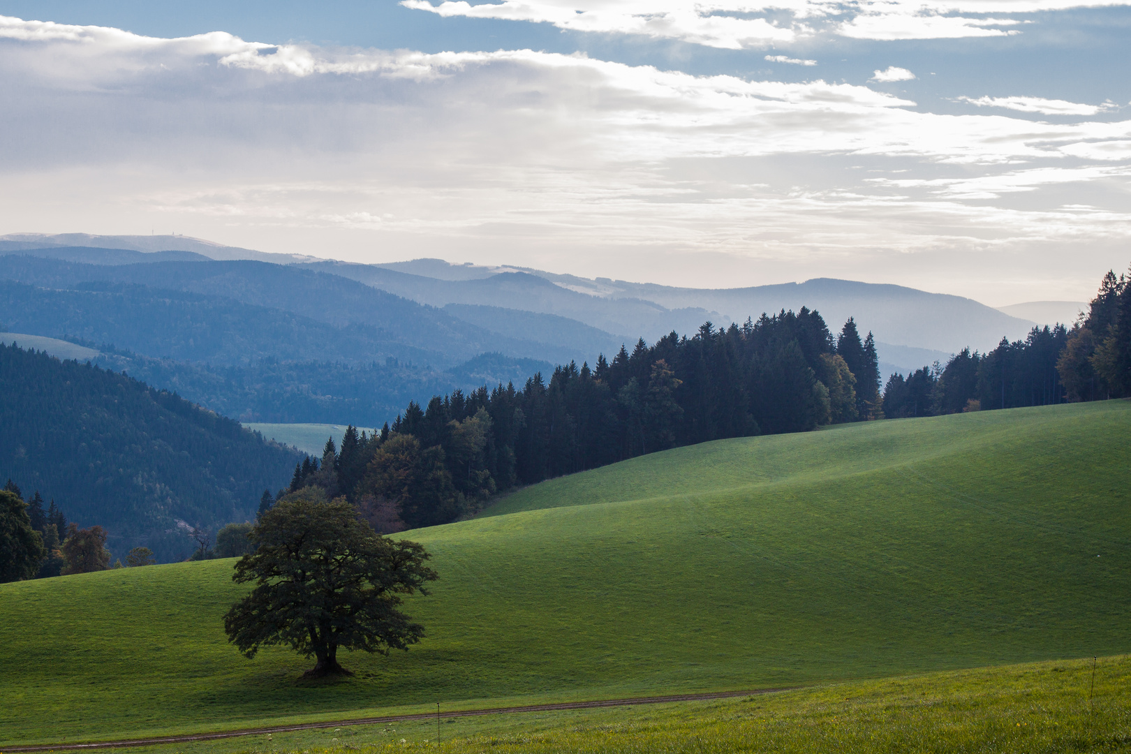 Schwarzwaldblick I