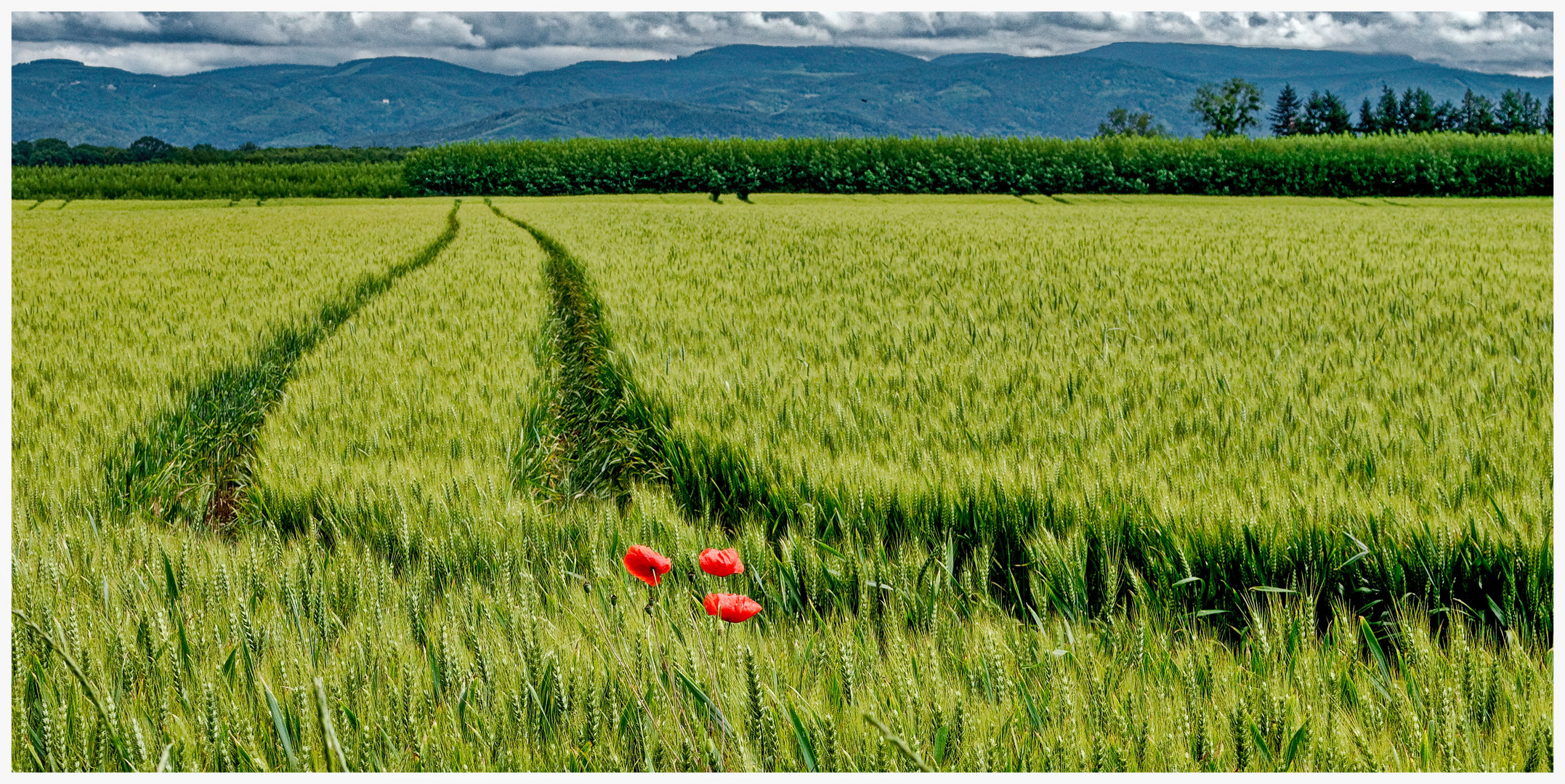 Schwarzwaldblick mit Mohnblumen