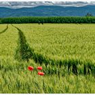 Schwarzwaldblick mit Mohnblumen