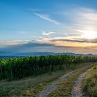 Schwarzwaldblick über Weinbergen Sonnenuntergang