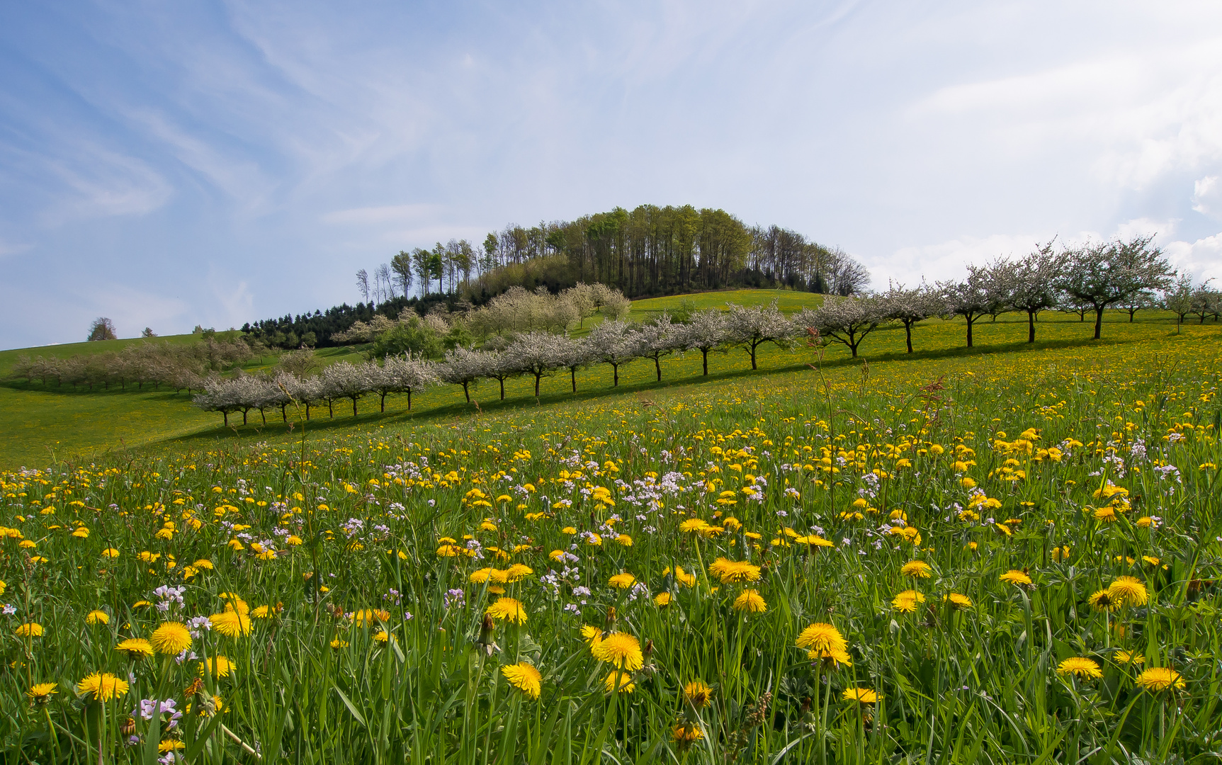 Schwarzwaldfrühling