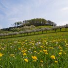 Schwarzwaldfrühling