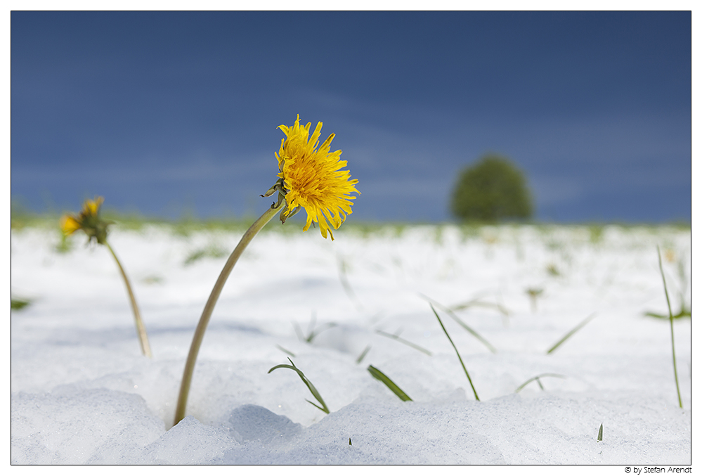 Schwarzwaldfrühling