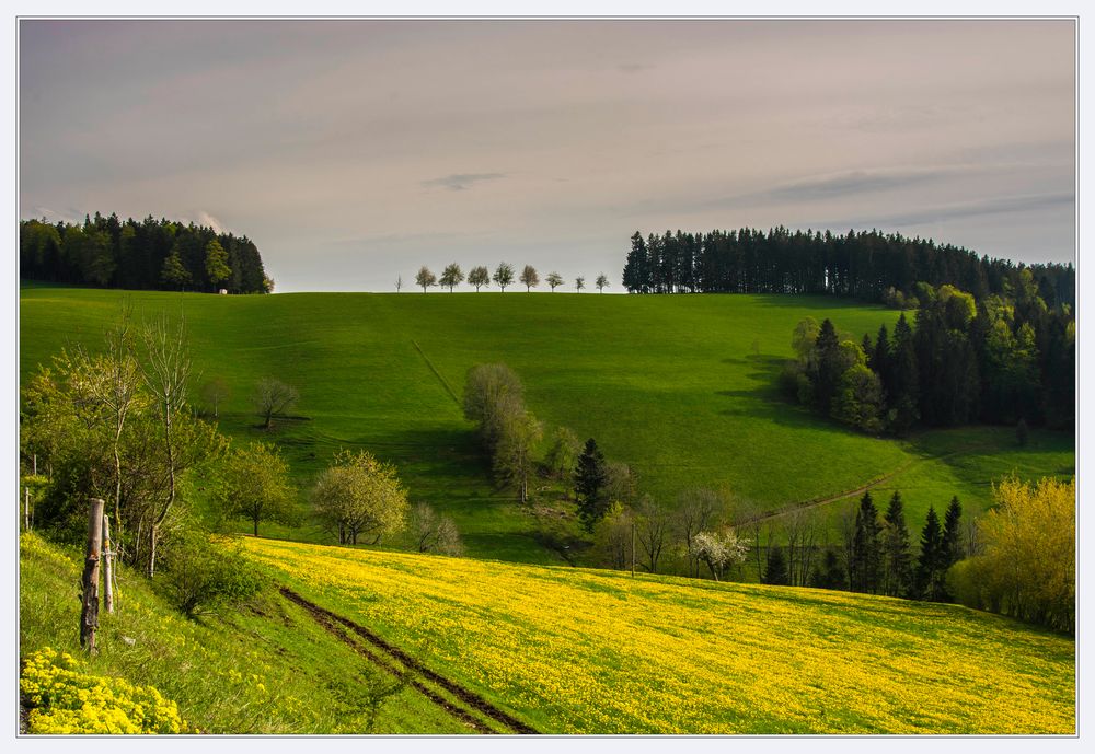 Schwarzwaldfrühling I