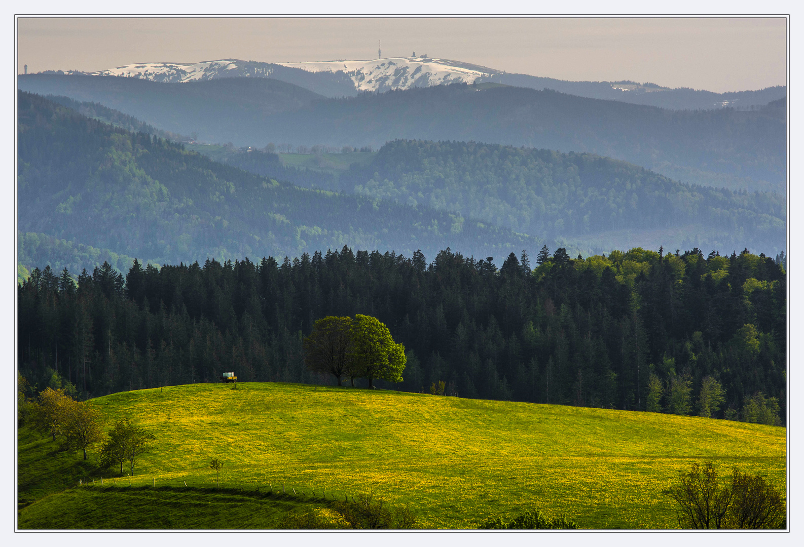 Schwarzwaldfrühling II